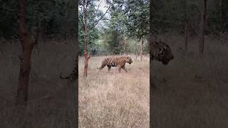 Panna Tiger reserve Safari booking tiger trending tigers safari wildlife shorts [upl. by Massiw]