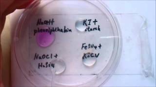 microscale chemistry experiment of chlorine gas [upl. by Yawnoc]