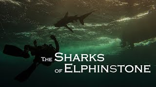 The Sharks of Elphinstone – Diving Red Sea 2017 [upl. by Marfe]