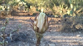 Time lapse Queen of the Night blooms [upl. by Fritzie]