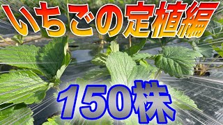 自宅でイチゴ狩り？？今年は150株植えました。〜サラリーマンでも出来るいちご栽培シリーズ〜 [upl. by Namrak]