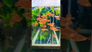 Imp moli fish youtubeshort  trandingshorts pets [upl. by Nivlad196]