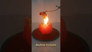 Burn Orange Bauhinia kockiana flower and see what happens 🌺 shorts flowers viral burn asmr [upl. by Bahner813]