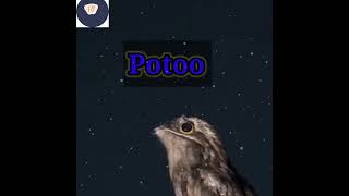 potoo bird 🤔👍shorts ytshorts youtubeshorts trendingshorts amazingfacts facts factwalebhaiya 🐥 [upl. by Crary]