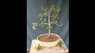 Structural pruning on my Ficus microcarpa bonsai [upl. by Sherris644]