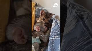 Orphaned baby monkey and rescue kitten become inseparable [upl. by Assil440]