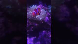 Ocellaris Clownfish Hosted By Green Bubble Tip Anemone [upl. by Inva813]