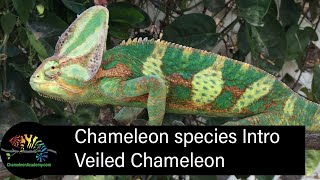 Veiled Chameleon Short Introduction [upl. by Anayit506]