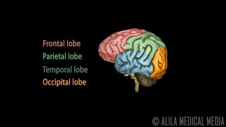 Neuroscience Basics Human Brain Anatomy and Lateralization of Brain Function 3D Animation [upl. by Ennaecarg745]