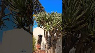 Airplants and the silhouette of a Quiver tree [upl. by Halona989]