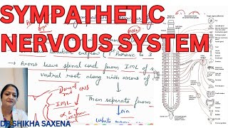 Sympathetic Nervous System Sympathetic trunk paravertebral prevertebral ganglion [upl. by Yrellam]