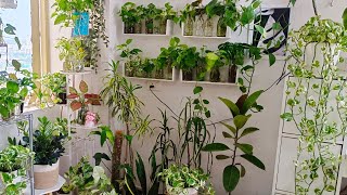 Part 1 Indoor water plants collection Plants without soil and sunlight leafylife550 [upl. by Riocard441]