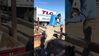 Where the dirt goes NoSweat TLCPlumbing DuctCleaning SatisfyingCleanup AirQuality HVAC [upl. by Etteb]