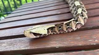 Gaboon viper [upl. by Bahr]