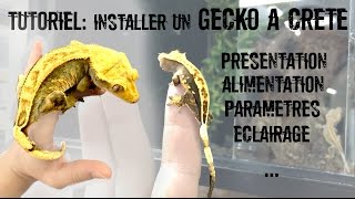 TUTO Installation dun Gecko à crête Correlophus ciliatus [upl. by Enneillij]