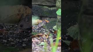 Watch out Wood Mouse 🐭 mouse woodmouse nature wildlife gardenwildlife [upl. by Ocirderf]