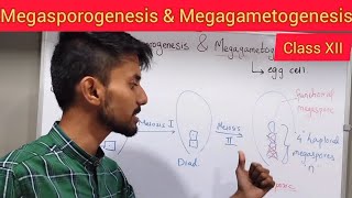 Megasporogenesis and Megagametogenesis  Shivam Oswal [upl. by Batchelor]