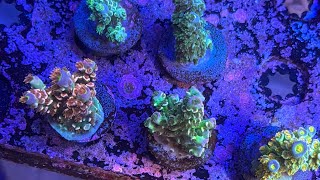 Massive 6K TCK Coral Haul  Rare and Exotic Corals Unboxed [upl. by Saravat]