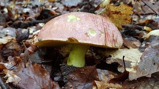 Die Pilze sind da I Funghi sono li  Große Pilztour am 12082017 [upl. by Jola757]