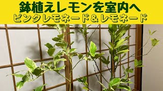 鉢植えレモンを室内にピンクレモネード・レモンとレモネード・レモンを冬越しの為に室内に入れました１１月の追肥と水やりの様子です [upl. by Fanni]