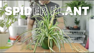 spider plant  Repotting  Care Guide [upl. by Sivia175]