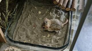 Fat tailed gerbil attacks superworm runs away in victory [upl. by Tannen]