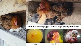 Fastest Way to Hatch Hen Eggs in 20 Days Revealed [upl. by Ahidam237]