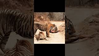 two tiger fighting for their meal tiger tigerfight junglesafari wildlife tigersafari [upl. by Haddad511]