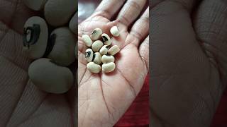 Black Eyed Cowpea from my garden alggardening youtubeshorts blackeyedcowpea [upl. by Biondo641]