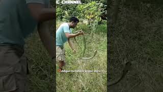 PANJI PETUALANG HADAPI KING COBRA PENGHUNI SUMUR [upl. by Yovonnda976]