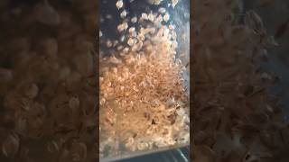 Cultivo Pulga de Agua 🦀🐠 pezbetta fishtank fishaquarium pez curiosidades daphnia crustaceos [upl. by Nero]