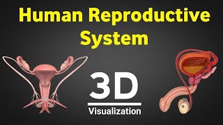 Human reproduction 3d human reproductive system 3d male amp female reproductive system NEET 2024 [upl. by Nat]