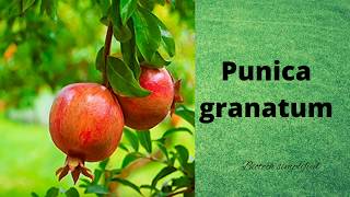 Punica granatum [upl. by Kizzee664]