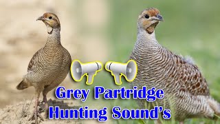 Francolin Hunting Voice  Partridge Sounds  Grey Teetar Awaz Grey Partridge Hunt Voice [upl. by Bunting]