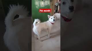 Now 8 month old baby jacky kutty🥰doglover jacky shortsfeed trending viralvideo petlover cute [upl. by Etnohc]