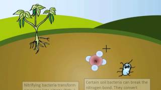 The Nitrogen Cycle [upl. by Ponzo]