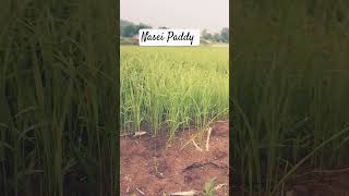 Nasari preparation Paddy farming organic [upl. by Nitaf843]