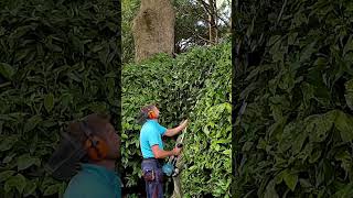 Trimming Aucuba Bush shorts garden gardening pruning [upl. by Hinman426]