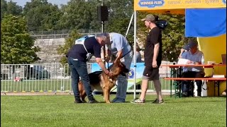 Cappo Von Babylon  Individual Round  Germany Nürnberg German Shepherd Dog Show 2024 [upl. by Liartnod]