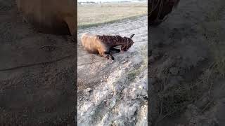 Horse ke bedla ke video foryou to YouTube channel [upl. by Dagall733]