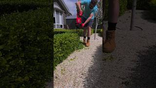 Trimming my Japanese Box Hedge  Milwaukee 24quot Hedger [upl. by Debi]