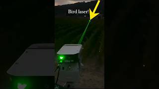 Automated Laser Bird Deterrent [upl. by Sarajane]