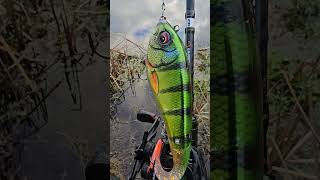 Went on a pike session today with the new Savage Gear Deviator Tail Chrome Perch savagegear p [upl. by Teleya]