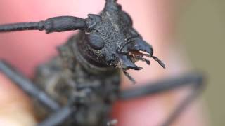 Longhorn Beetle Monochamus grandis ヒゲナガカミキリ♂の歩行・手乗り [upl. by Adena638]