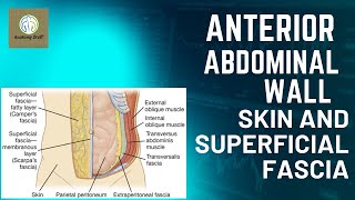 Skin and Superficial Fascia of Anterior Abdominal wall [upl. by Ecilahs167]