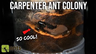 Sand Ant Farm 🐜 100 Hours of digging Tunnels 🐜 Time Lapse [upl. by Swor753]