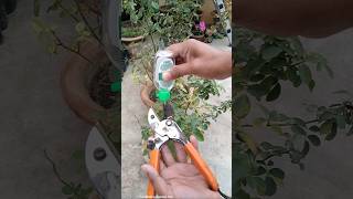 Before Winter Rose Plant Care Tips [upl. by Acinelav]