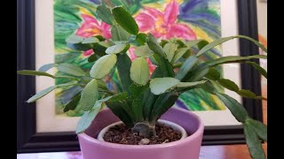 Easter Cactus Care amp TipsNew Series January 2023 [upl. by Claudie]