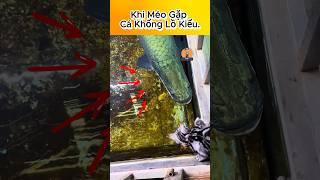 Khi Méo Gặp Cá Khổng Lồ Kiểu [upl. by Losyram]