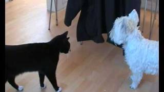 annoyed cat and mad dog fight Erny amp Lottie fun play canine teases feline [upl. by Okiruy351]